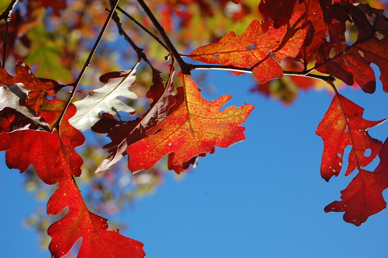 Red Oak Leaves — Serene