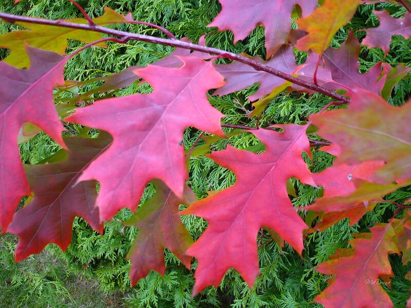 Red Oak Leaves