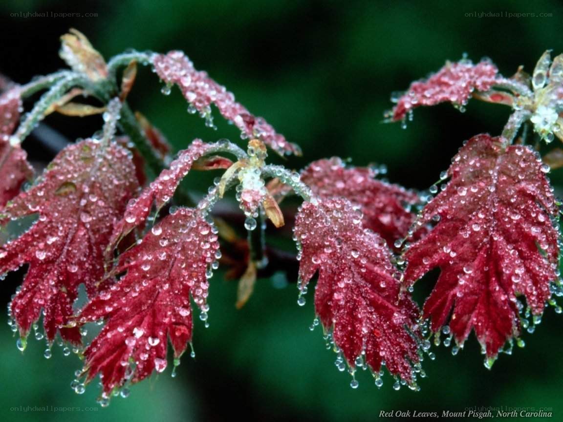 Red oak leaves with dew