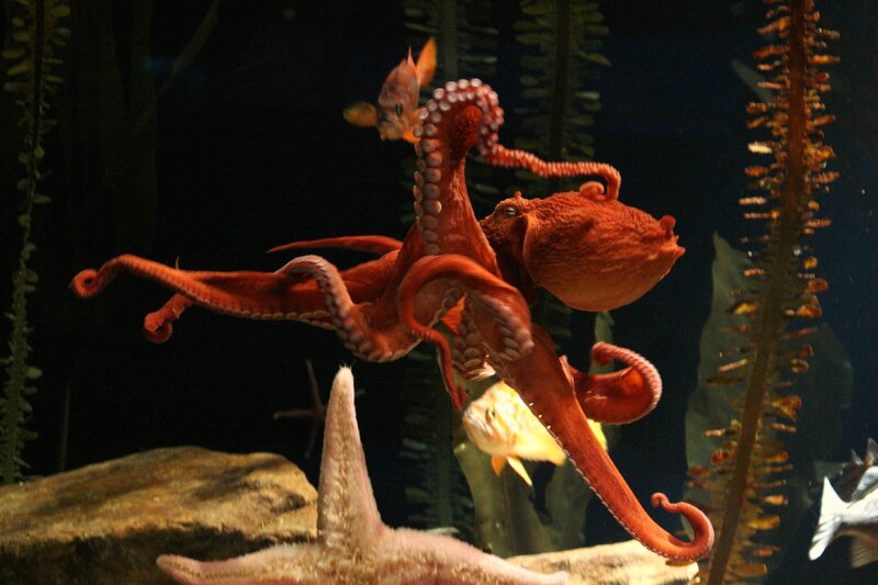 Red Octopus in Aquarium