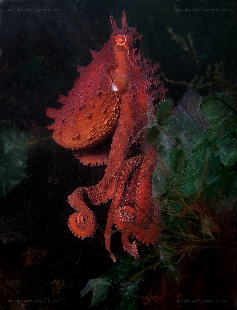 Red octopus in seaweed