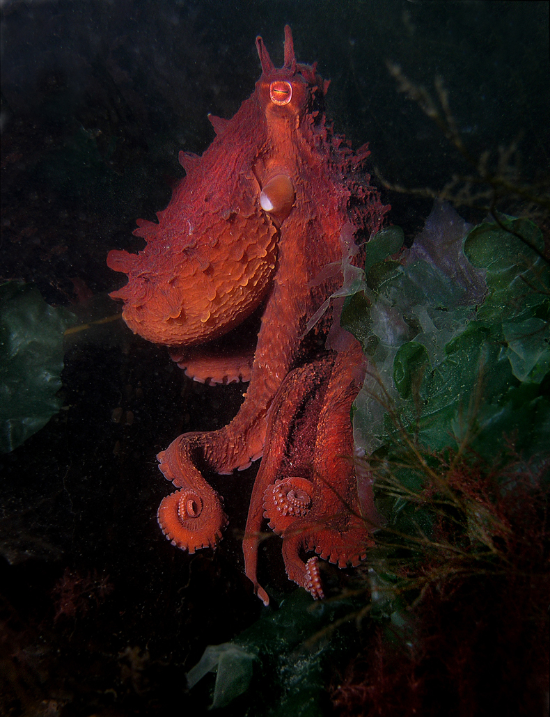 Red octopus in seaweed