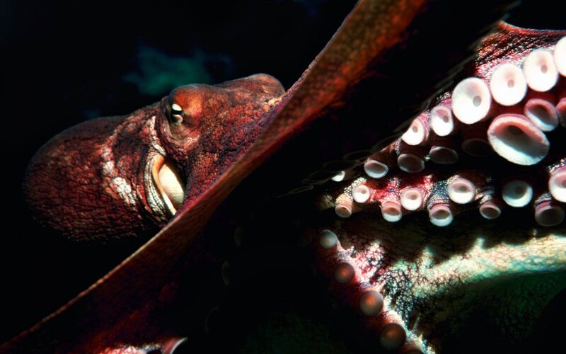 Red Octopus in Water — Dramatic