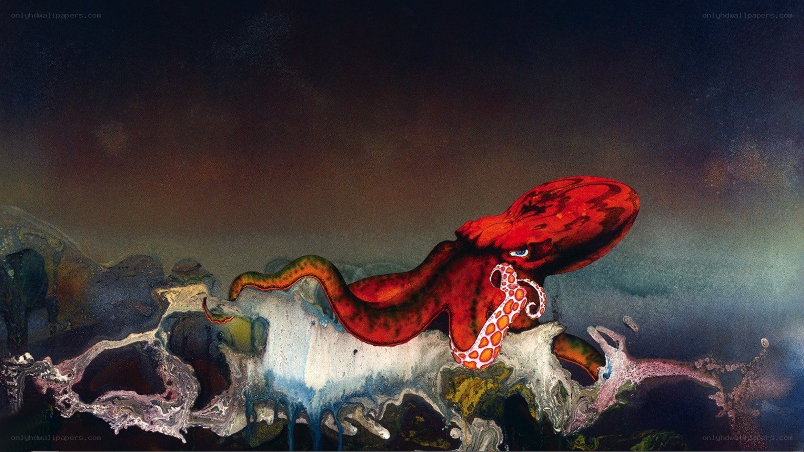 Red octopus on rocky shore