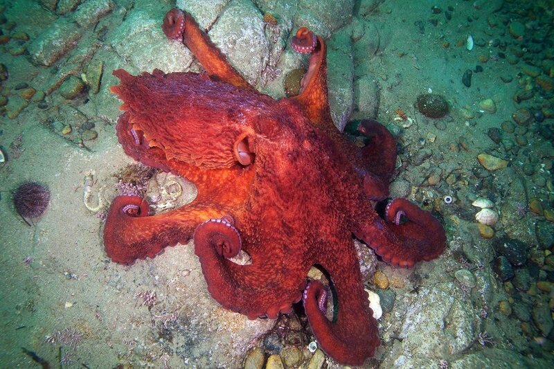 Red Octopus on Seafloor — Natural