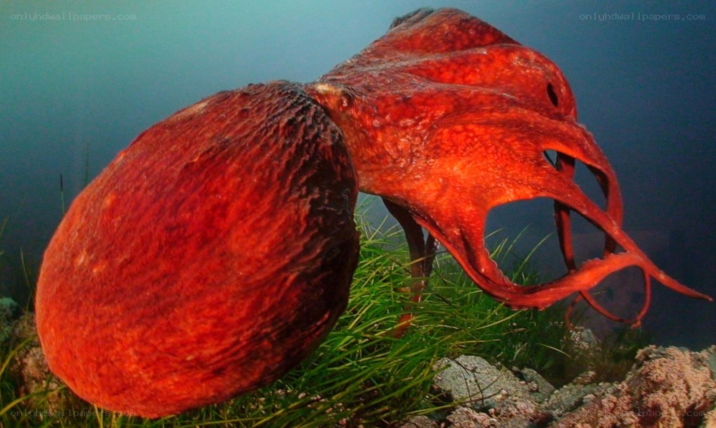 Red octopus on seafloor