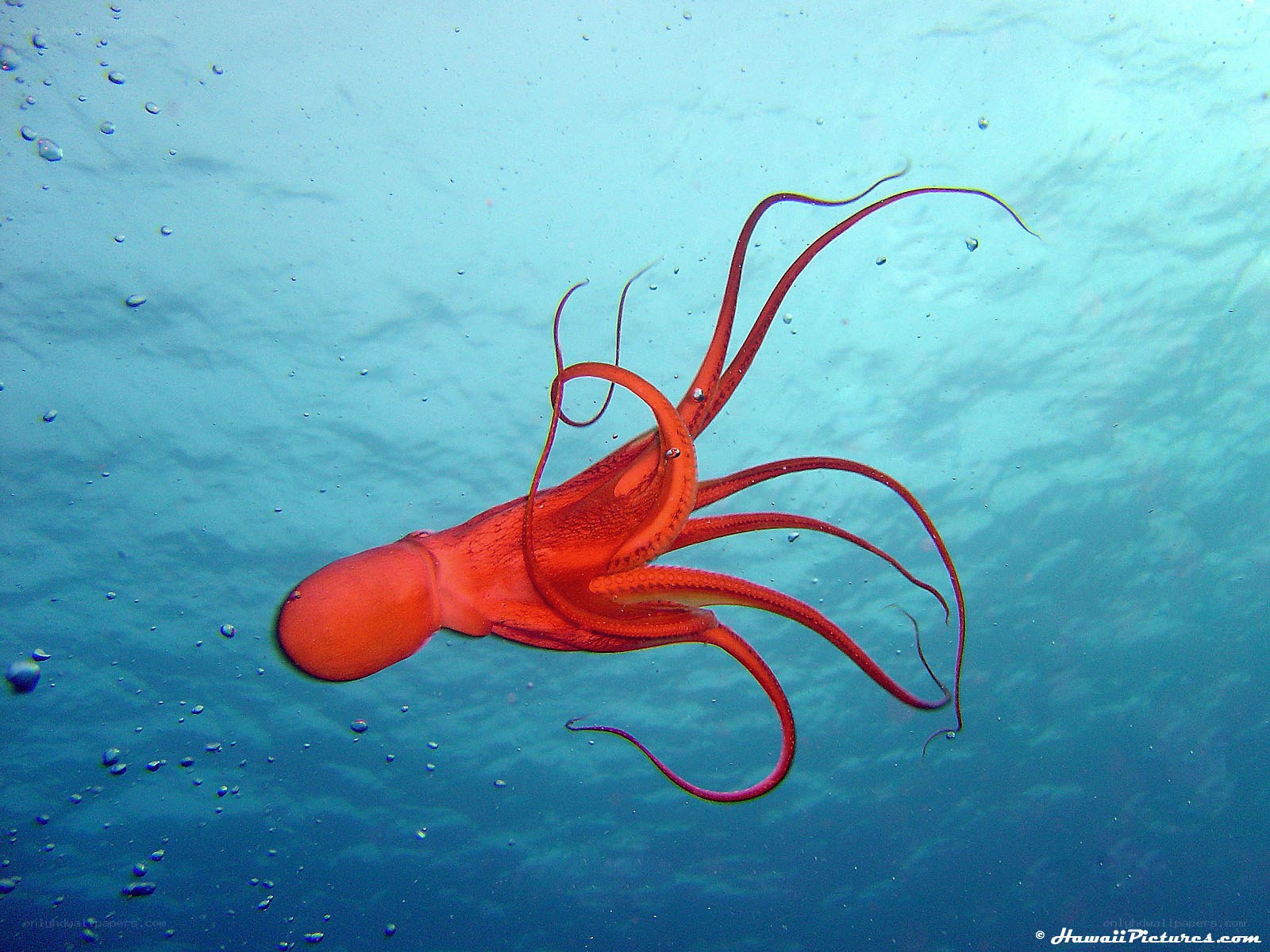 Red octopus swimming underwater
