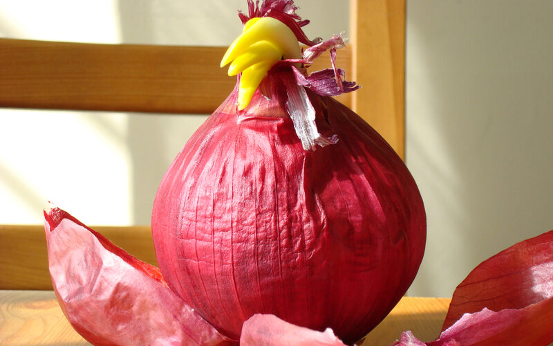 Red onion with yellow pepper