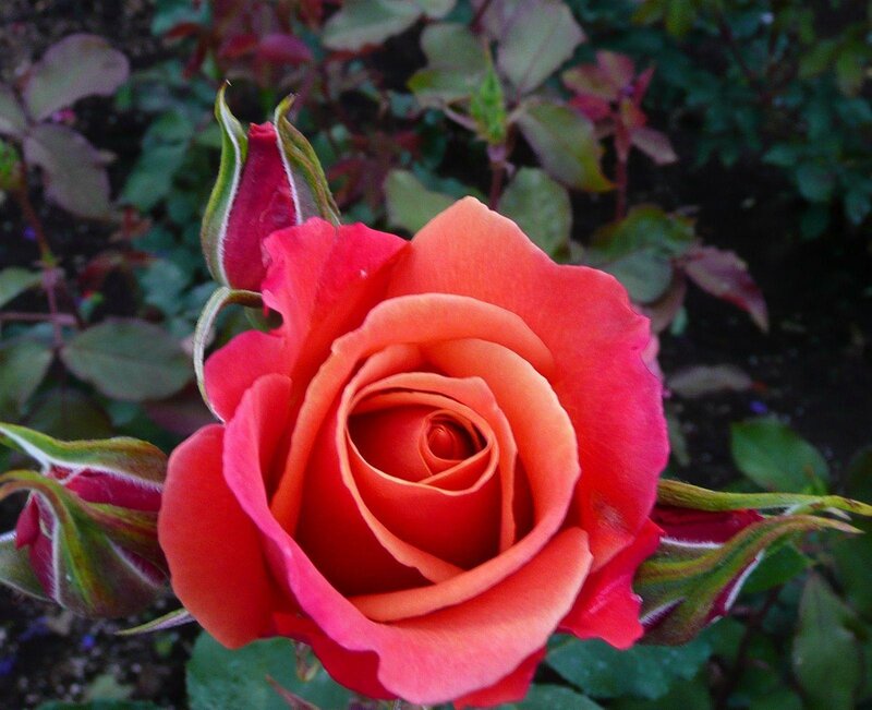Red-orange Rose Flower