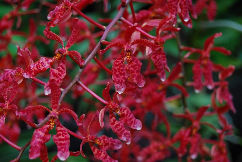 Red orchid blooms in cluster