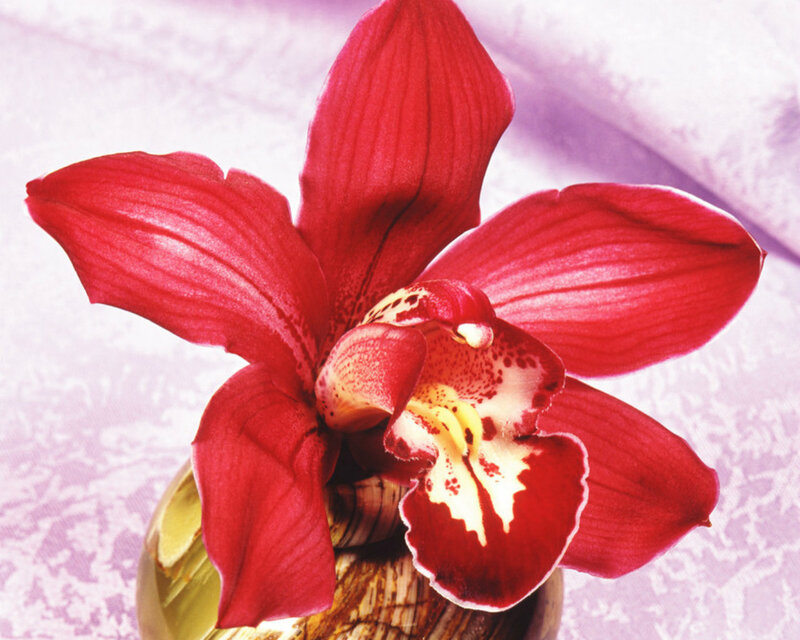 Red Orchid Flower — Calm