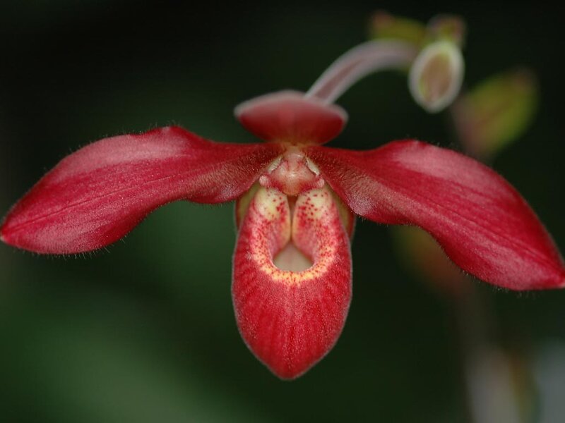 Red Orchid Flower — Natural