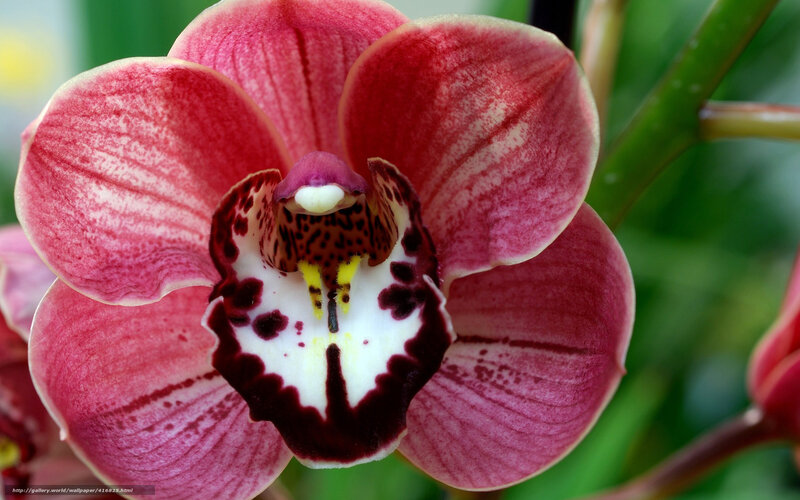 Red Orchid Flower — Pink