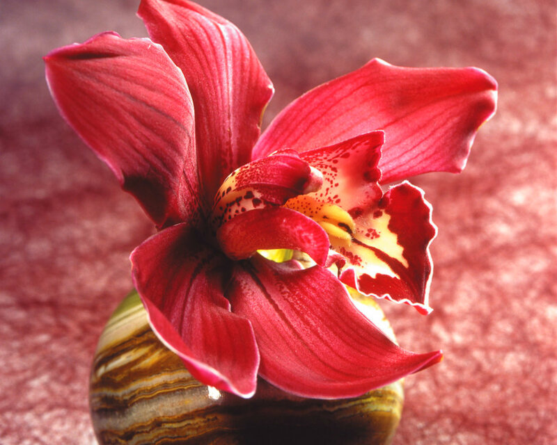 Red Orchid Flower — Serene, Photograph