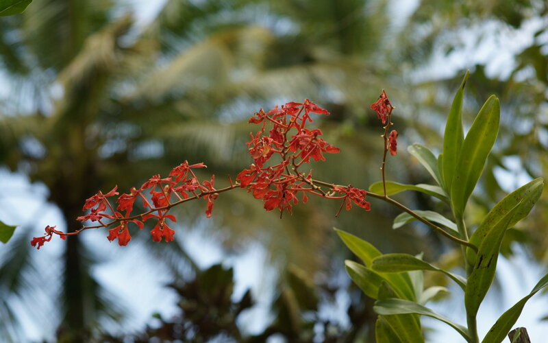Red Orchid Flower — Serene
