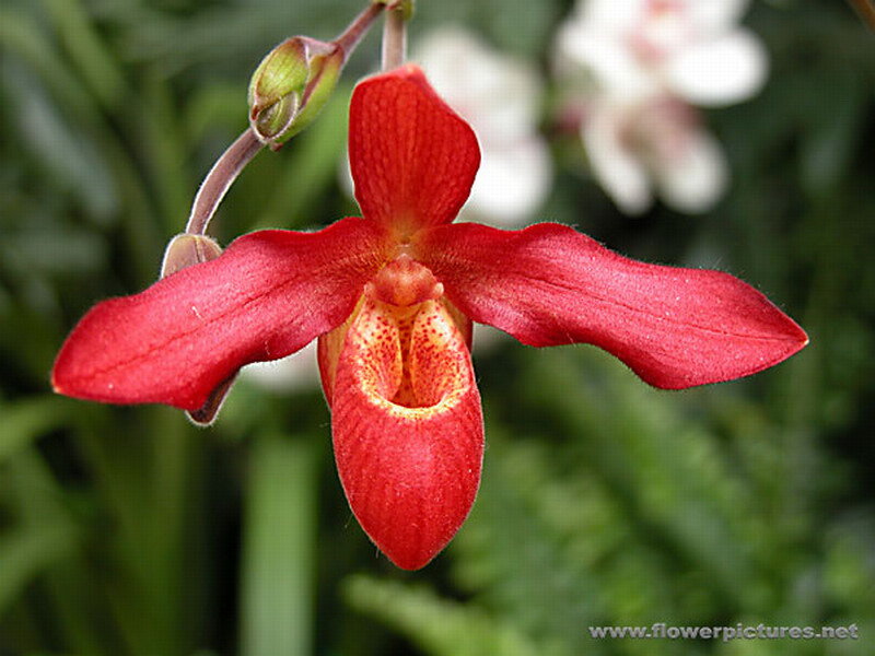 Red Orchid Flower