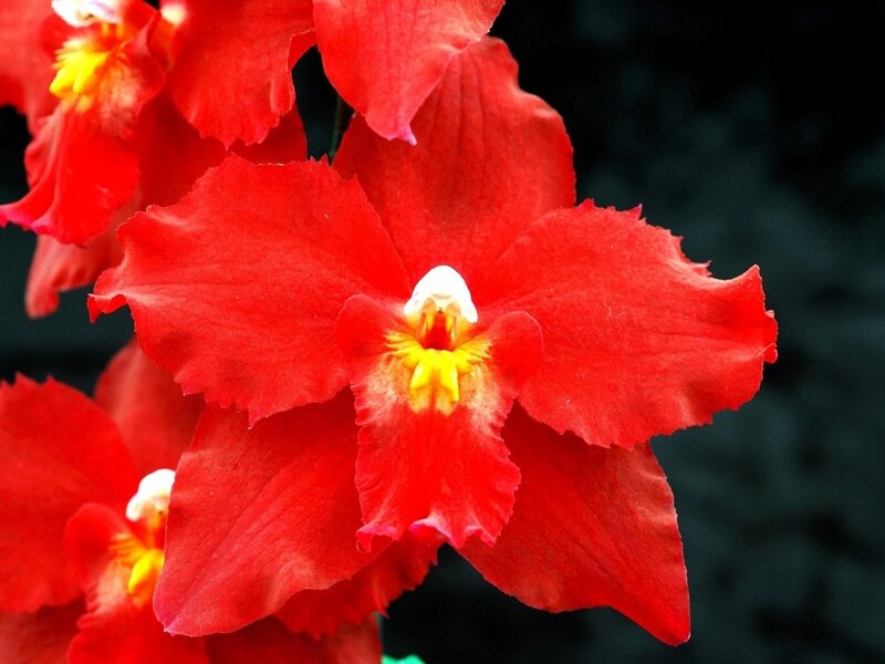 Red Orchid Flower — Vibrant, Photograph