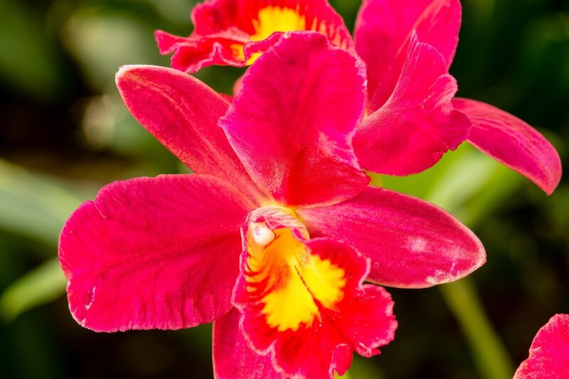 Red Orchid Flower — Vibrant