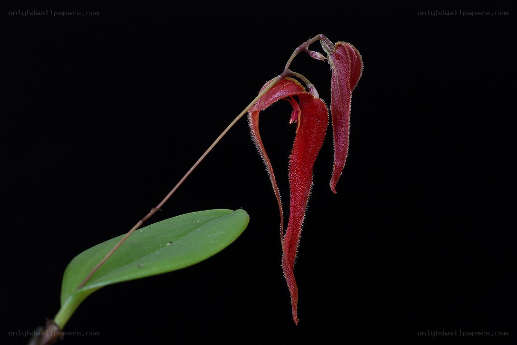 Red orchid flower with green leaf