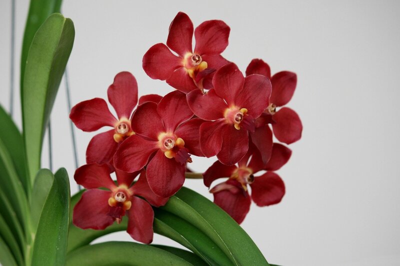 Red Orchid Flowers — Calm