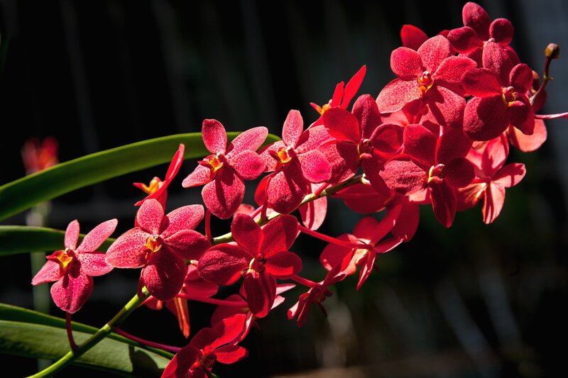 Red Orchid Flowers — Dramatic, Afternoon
