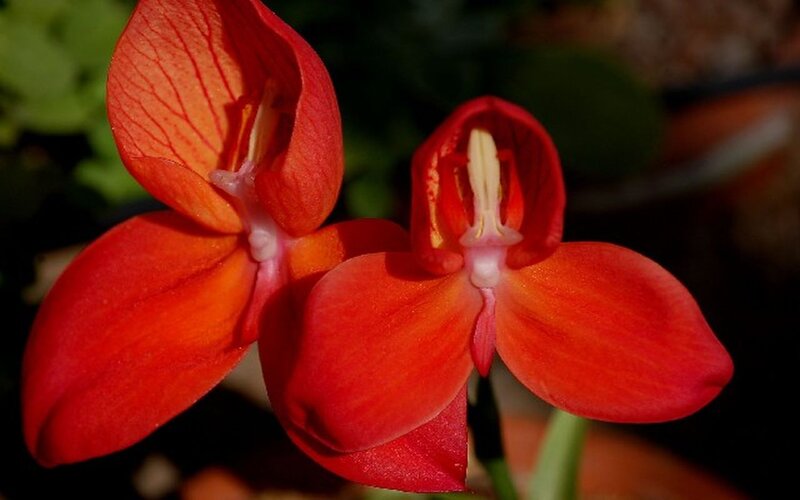Red Orchid Flowers — Dramatic, Photograph, Green Leaves