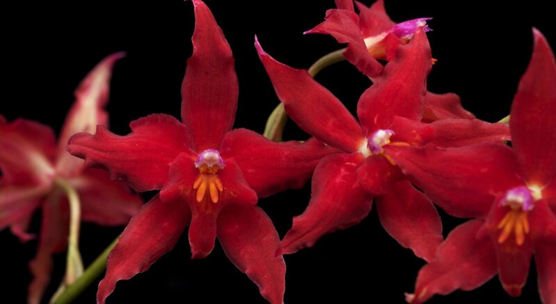 Red Orchid Flowers — Dramatic, Photograph, Petals, Stem