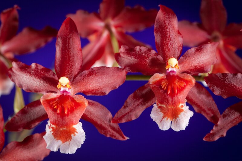 Red Orchid Flowers — Dramatic, Photograph, Petals