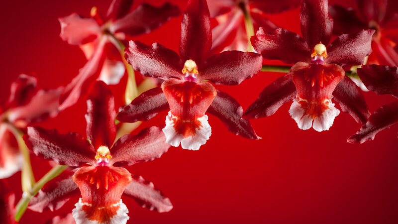 Red Orchid Flowers — Dramatic, Photograph, Stem, Background