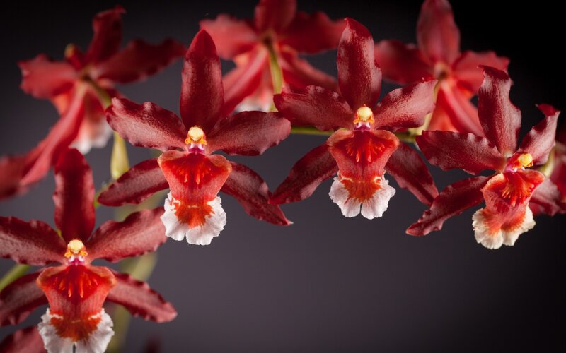 Red Orchid Flowers — Dramatic, Photograph, Stem