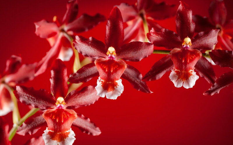 Red Orchid Flowers — Dramatic, Photograph, Stems, Background