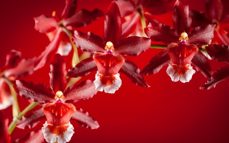 Red Orchid Flowers — Dramatic, Photograph, Stems