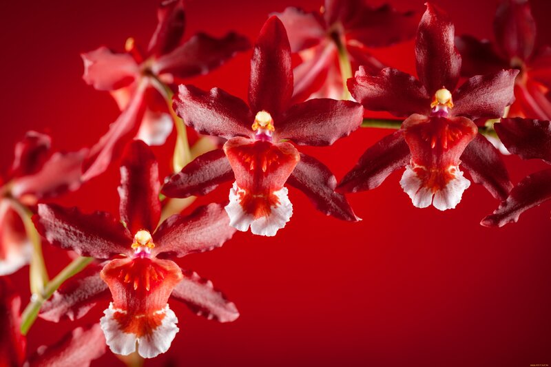Red Orchid Flowers — Dramatic, Photograph