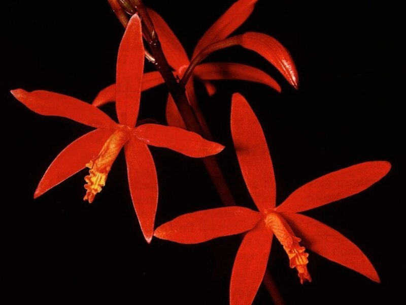 Red Orchid Flowers — Dramatic