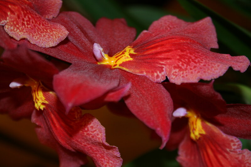 Red orchid flowers in bloom