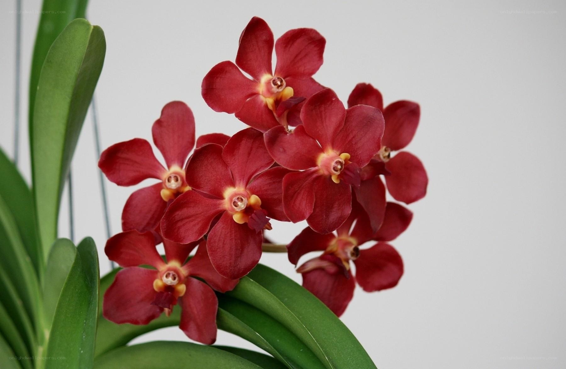 Red orchid flowers in bloom