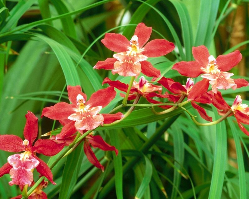 Red Orchid Flowers — Natural, Afternoon, Photograph, Green Leaves