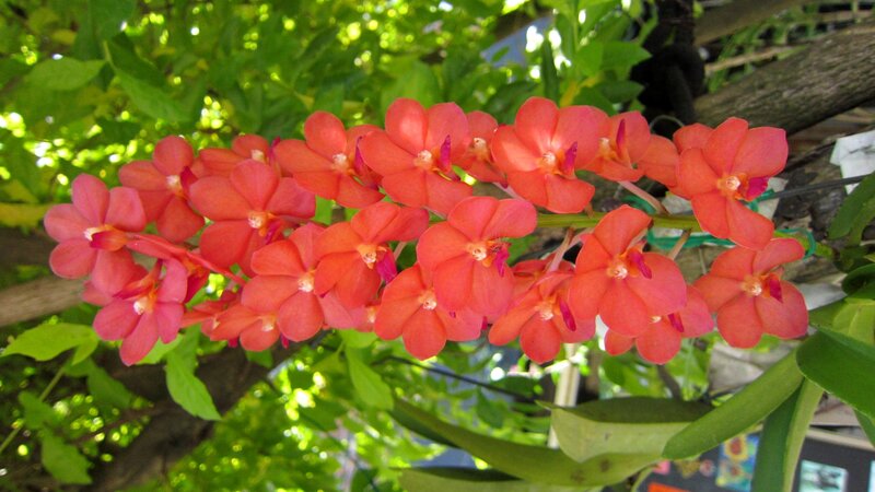 Red Orchid Flowers — Natural, Afternoon