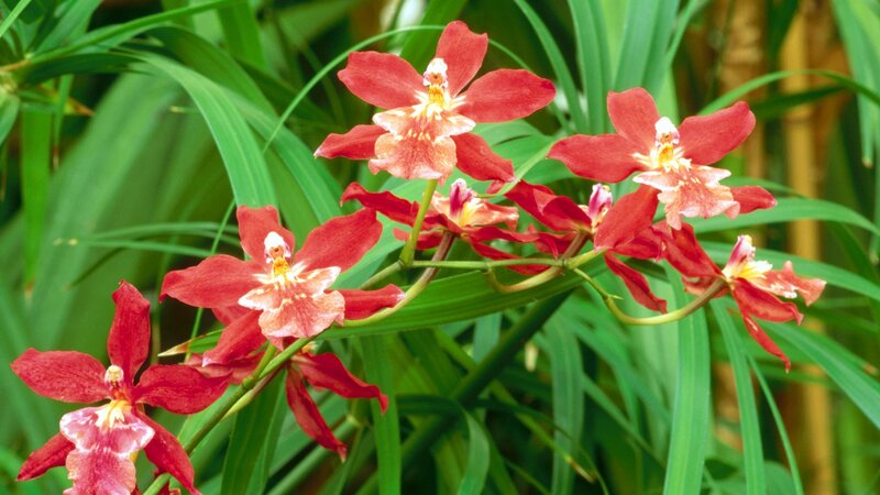 Red Orchid Flowers — Natural, Photograph, Green Leaves, Flowering Plant