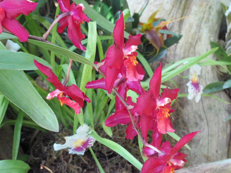 Red Orchid Flowers — Natural, Photograph, Green Leaves