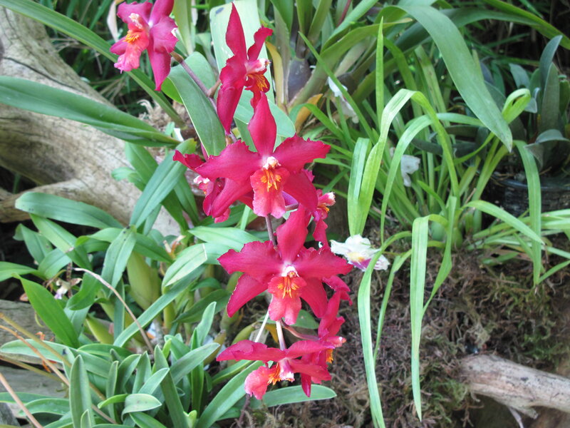 Red Orchid Flowers — Natural, Photograph