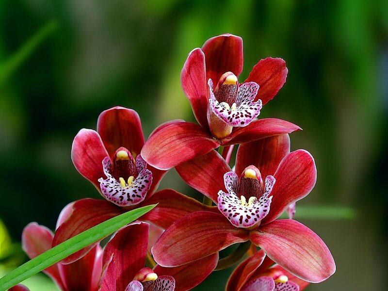 Red Orchid Flowers — Natural