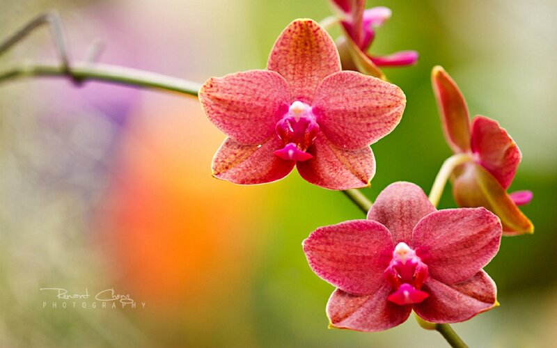 Red Orchid Flowers — Pink