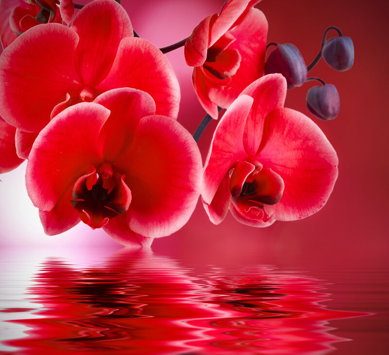 Red Orchid Flowers — Serene, Photograph