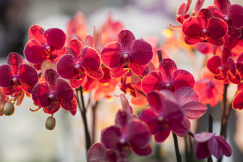 Red Orchid Flowers — Serene, Sunset