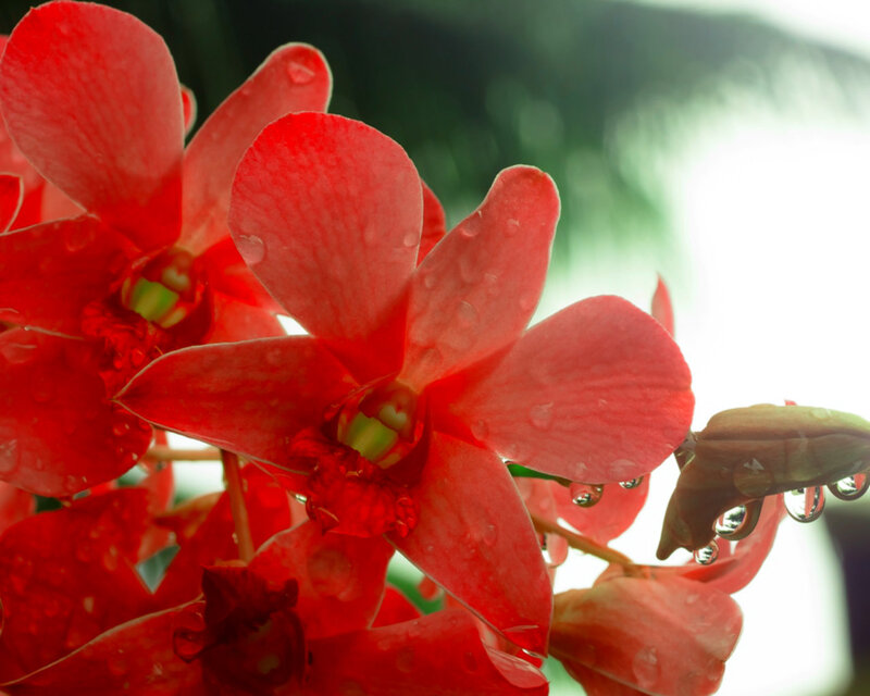 Red Orchid Flowers — Serene