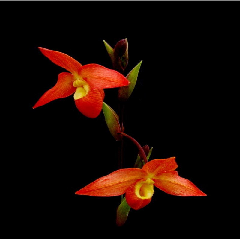 Red orchid flowers
