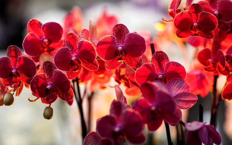 Red Orchid Flowers — Vibrant, Afternoon