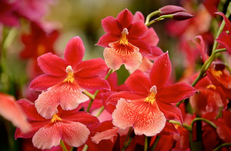 Red Orchid Flowers — Vibrant, Photograph, Buds