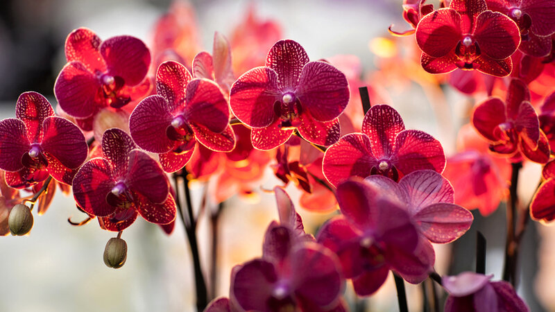 Red Orchid Flowers — Vibrant, Photograph, Stems
